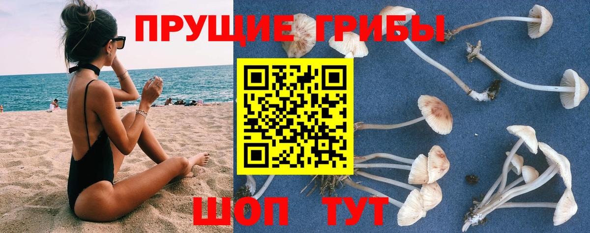 Галлюциногенные грибы GOLDEN TEACHER Каменск-Шахтинский